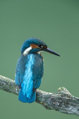 Güzel Kingfisher kuş 