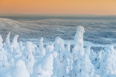 kar kaplı ağaçlar, Lapland