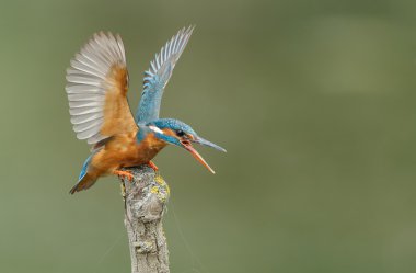 Güzel Kingfisher kuş 