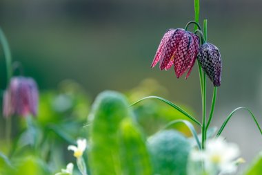 Yılan kafa Fritillary 