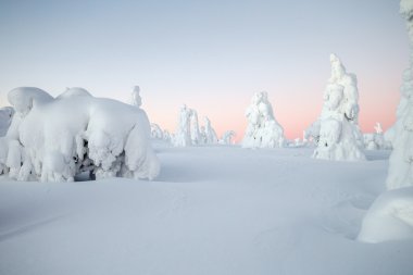 kar kaplı ağaçlar, Lapland