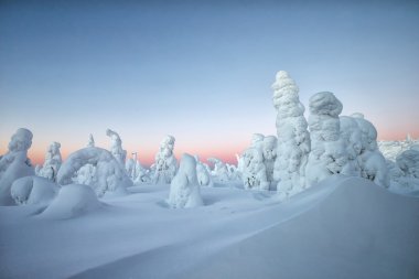 kar kaplı ağaçlar, Lapland