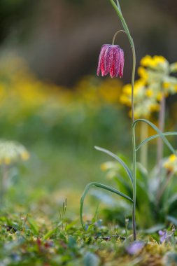 Yılan kafa Fritillary 