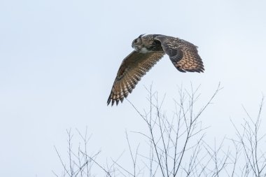 The Eurasian eagle-owl in flight clipart