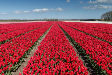 Lale Hollanda alanıyla