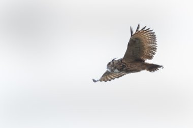 The Eurasian eagle-owl in flight clipart