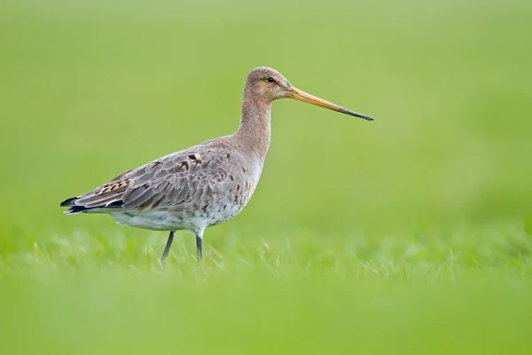 Чорний білохвоста Godwit — стокове фото