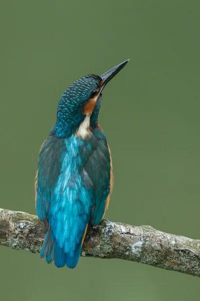 Vacker kungsfiskare fågel — Stockfoto