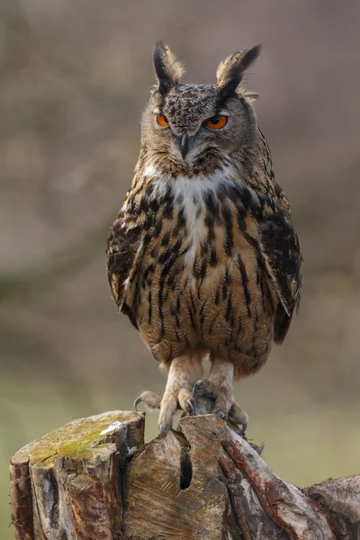 Sasbagoly (Bubo bubo)) — Stock Fotó