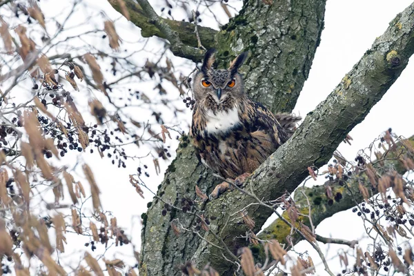 Eurazjatycka sowa (Bubo bubo) — Zdjęcie stockowe