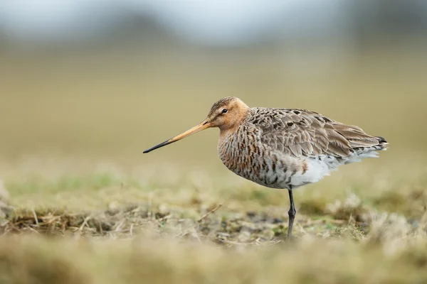 검은 꼬리 Godwit — 스톡 사진