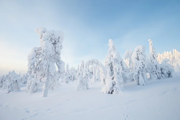 Sneeuw overdekte bomen in Lapland — Stockfoto