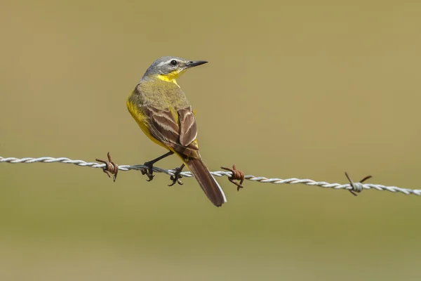 Västra gul Sädesärla (Motacilla flava) — Stockfoto