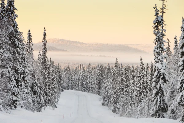 Sneeuw overdekte bomen in Lapland — Stockfoto