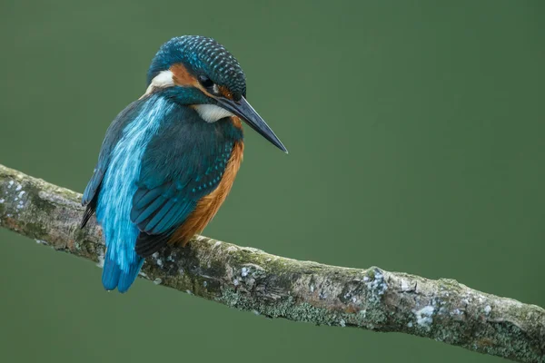 Hermoso pájaro pescador real — Foto de Stock