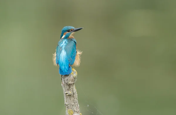 Vacker kungsfiskare fågel — Stockfoto