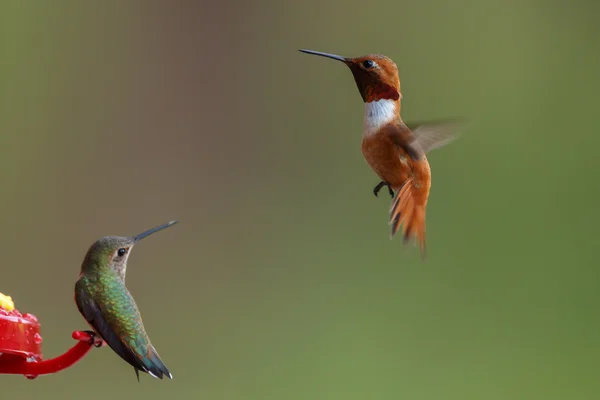 Rufous Hummingbird maschio — Foto Stock