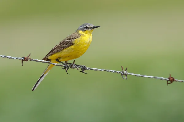 Västra gul Sädesärla (Motacilla flava) — Stockfoto