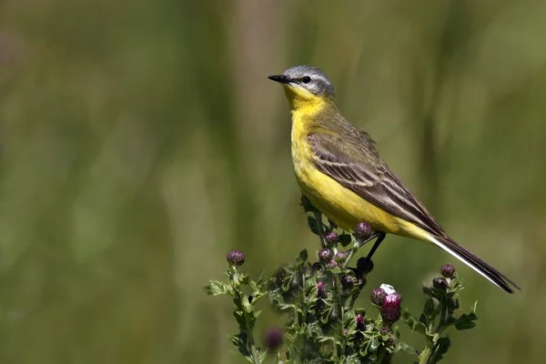 Queue d'aigle jaune occidentale (Motacilla flava ) — Photo