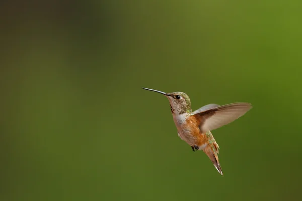 Muž pěvec kolibříka v letu — Stock fotografie