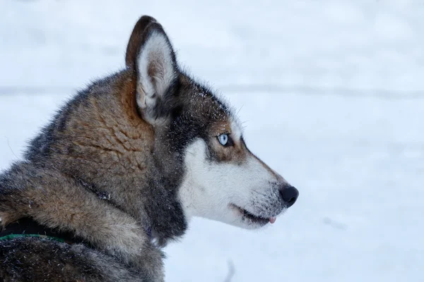 Husky portret in Finland — Stockfoto