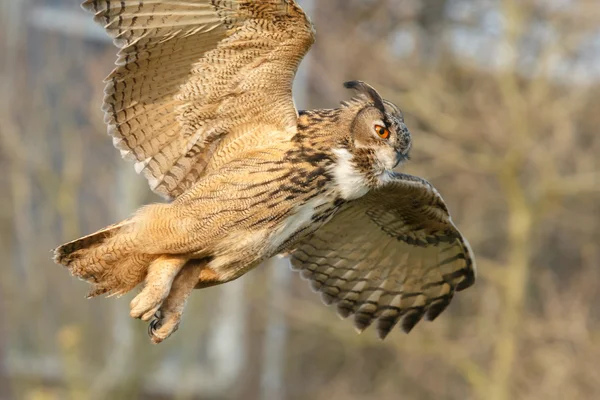 Sasbagoly (Bubo bubo)) — Stock Fotó