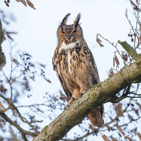 Eurazjatycka sowa (Bubo bubo) — Zdjęcie stockowe