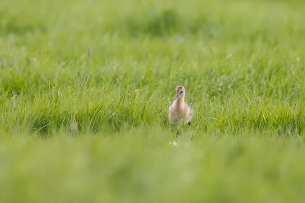 Entlein läuft durch Gras — Stockfoto