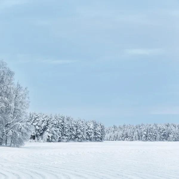 Árboles cubiertos de nieve en Laponia —  Fotos de Stock