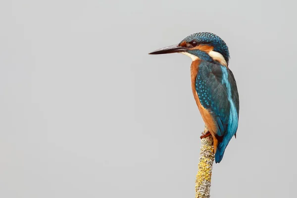 Vacker kungsfiskare fågel — Stockfoto