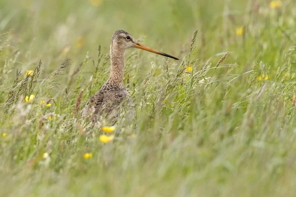 Negro cola Godwit —  Fotos de Stock