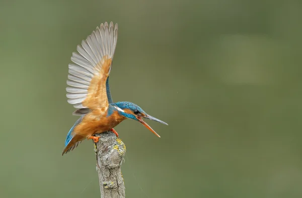 Krásný pták Ledňáček — Stock fotografie