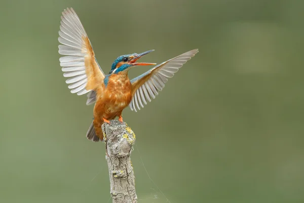 Красивая птица Kingfisher — стоковое фото