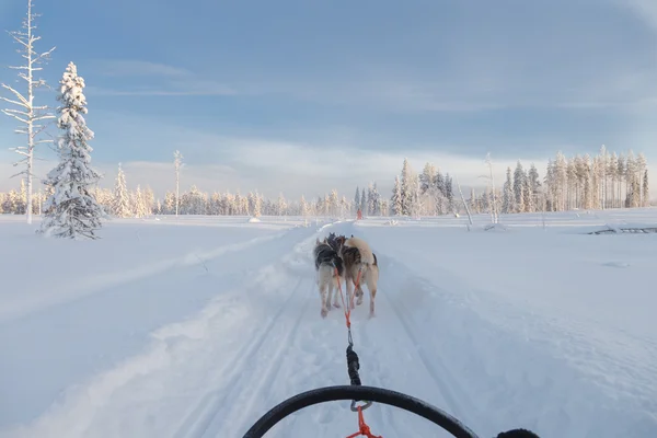 Хаски на санях на природе — стоковое фото