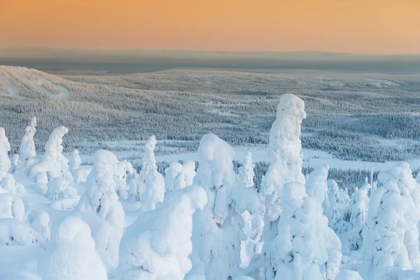Hó: Lapland fedett fák — Stock Fotó