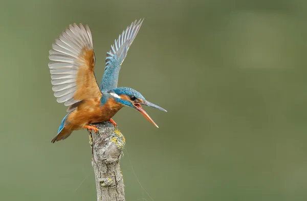 Magnifique oiseau Kingfisher — Photo