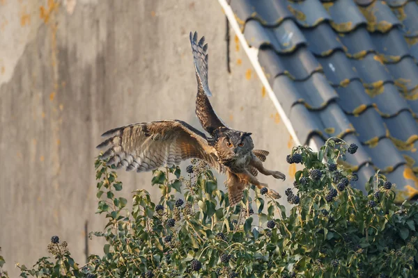 Eurasian eagle-owl (Bubo bubo) — Stock Photo, Image