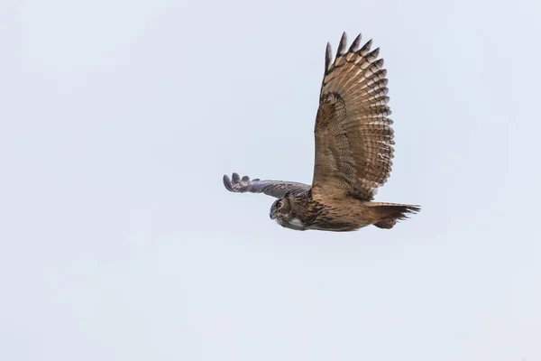 Avrasya kartal baykuş uçuş — Stok fotoğraf