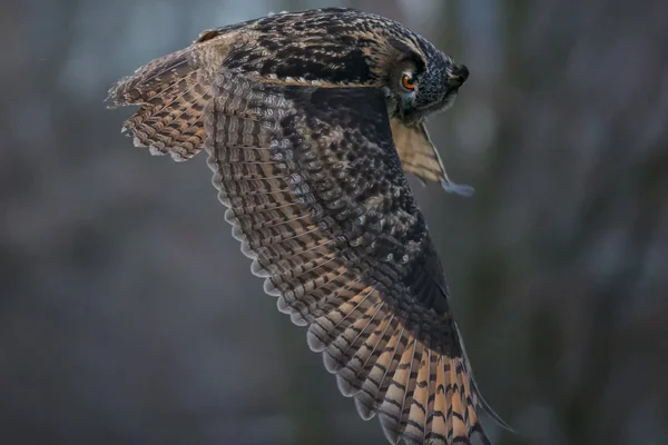 Der eurasische Uhu im Flug — Stockfoto