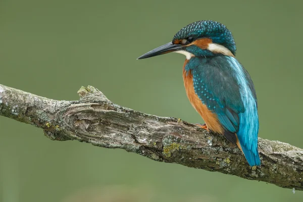 Belo pássaro Kingfisher — Fotografia de Stock