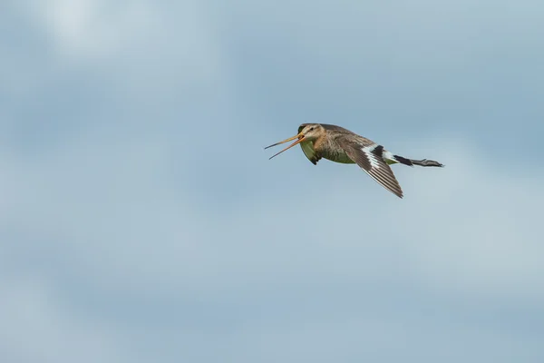 Černý sledoval godwit — Stock fotografie