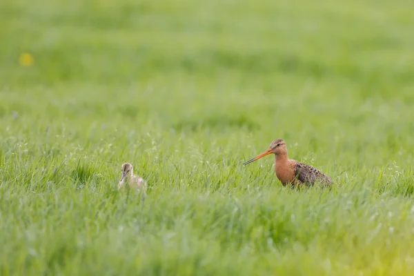 Black-tailed godwit en een kip — Stockfoto