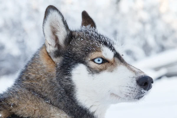 Ritratto Husky in Finlandia — Foto Stock