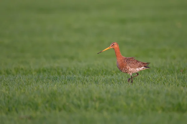 Negro cola Godwit — Foto de Stock