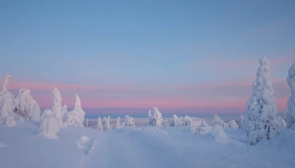 雪覆盖的树木在拉普兰 — 图库照片