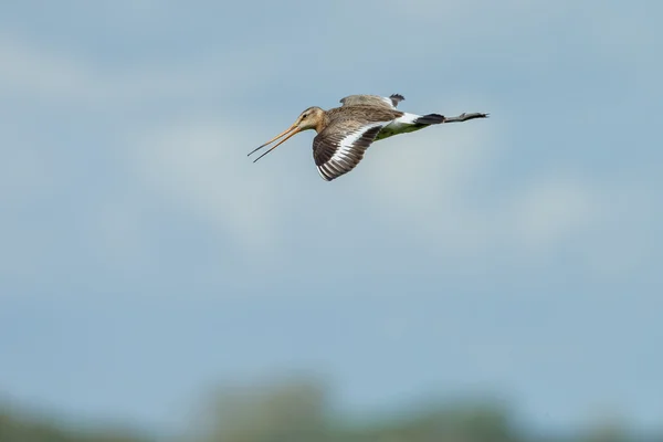 Godwit à queue noire — Photo