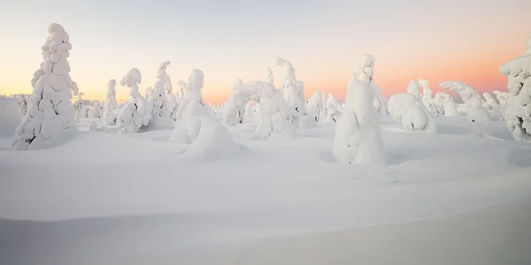 Sneeuw overdekte bomen in Lapland — Stockfoto