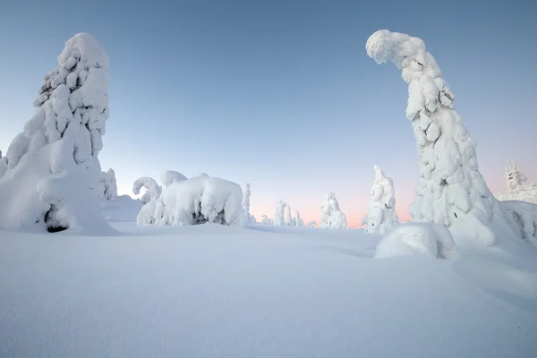 Snow covered trees at Lapland — Stock Photo, Image