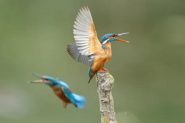 Boos ijsvogel op een takje — Stockfoto