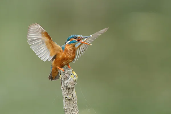 Hermoso pájaro pescador real —  Fotos de Stock